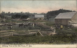 Milking Time at the Old Farm Postcard