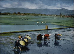 Rice Planting Postcard