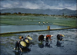 Rice Planting Japan Postcard Postcard