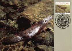 Duck Billed Platypus Postcard