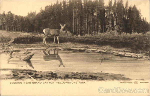 Deer in the Evening Near Grand Canyon - Yellowstone Park
