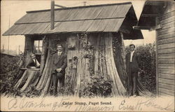 Cedar Stump House Puget Sound, WA Postcard Postcard