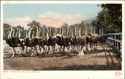 "Charge of the Light Brigade" - A Herd of Ostriches "Charge of the Light Brigade" - A Herd of Ostriches