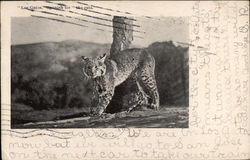 Lynx Postcard