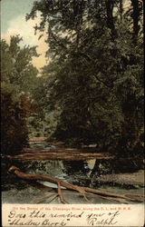 Banks of the Chenango River Postcard