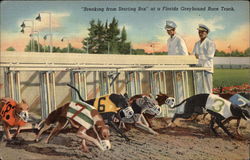 Breaking from Starting Box - Greyhound Racing Postcard