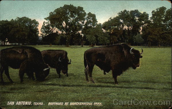 Buffalos at Brackenridge Park San Antonio Texas