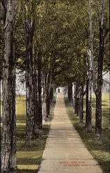 Maple Tree Row Postcard