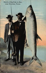 Catch of Big Fish in Bay Postcard