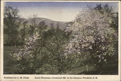 Apple Blossoms, Catamount Mt. in the distance Pittsfield, NH Postcard Postcard