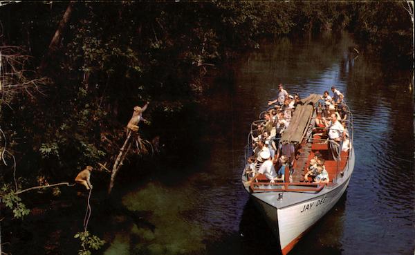 Tourists Feeding Wild Monkeys on Jungle Cruise Silver Springs Florida