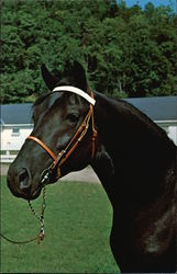 Orcland Bold Fox - Morgan Black Stallion at Green Mountain Stock Farm Randolph, VT Postcard 