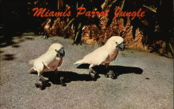 Miami's Parrot Jungle Florida Postcard Postcard