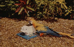 "Bonino" - Performin Macaw at Parrot Jungle Miami, FL Postcard Postcard