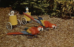 Performing Macaws "Bumper" and "Jasper" Postcard