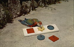 "Marty" the Performing Macaw at Beautiful Parrot Jungle Postcard