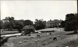 Well Vale Estate View at Alford Postcard