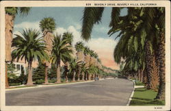 Looking Along Beverly Hills Drive California Postcard Postcard