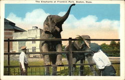 The Elephants at Franklin Park Boston, MA Postcard Postcard