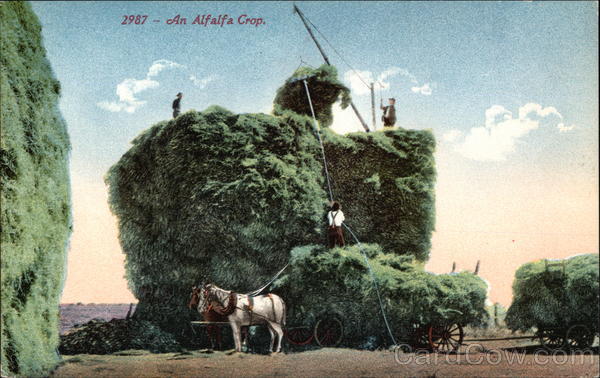 An Alfalfa Crop Farming