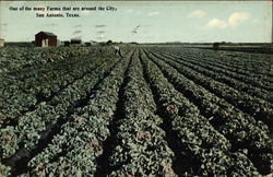One of the many Farms that are around the City San Antonio, TX Postcard Postcard