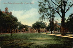Yale College Campus Postcard