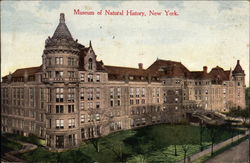 Museum of Natural History New York, NY Postcard Postcard