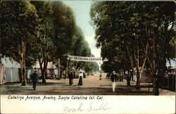 Catalina Avenue, Avalon Santa Catalina Island, CA Postcard Postcard