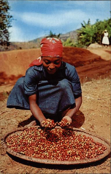 Coffee Berries Furcy Haiti Caribbean Islands