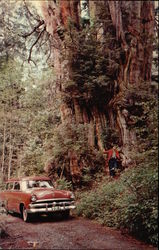 World's Largest Red Cedar Postcard