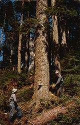 Timber Falling - Western Washington Postcard