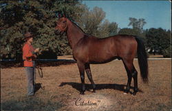 "Citation" Lexington, KY Horses Postcard Postcard