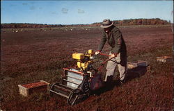 Cranberry Harvest on Cape Cod Hanson, MA Postcard Postcard