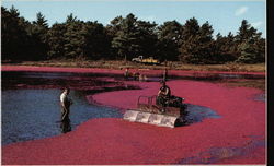 Harvesting Cranberries on Cape Cod Postcard