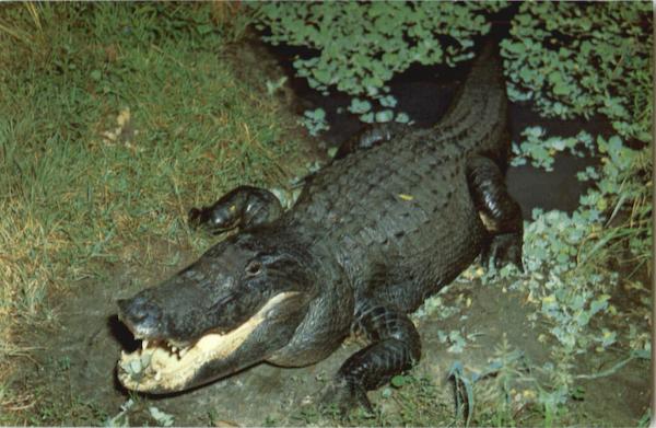 Florida Alligator Alligators