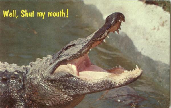 Well Shut My Mouth Alligators