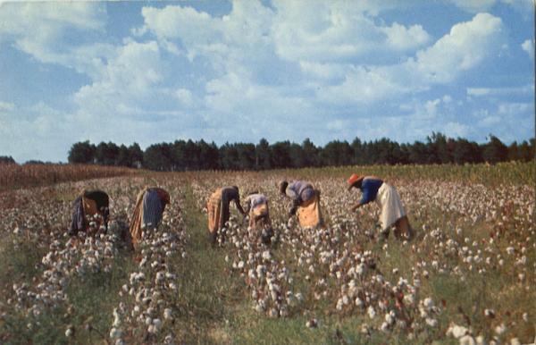 Cotton Picken Time In The South Black Americana