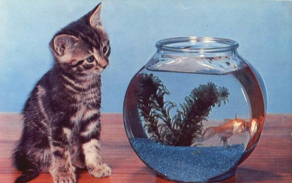 Curiosity Germania Pennsylvania