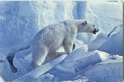 An Alaskan Polar Bear An Alaskan Polar Bear