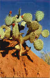 Prickly Pear Cactus Postcard
