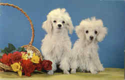 Stock #29364 Thumbnail