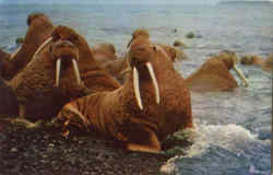 Walrus In Alasa Postcard