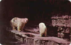 Polar Bears, Forest Park Zoo St. Louis, MO Postcard Postcard