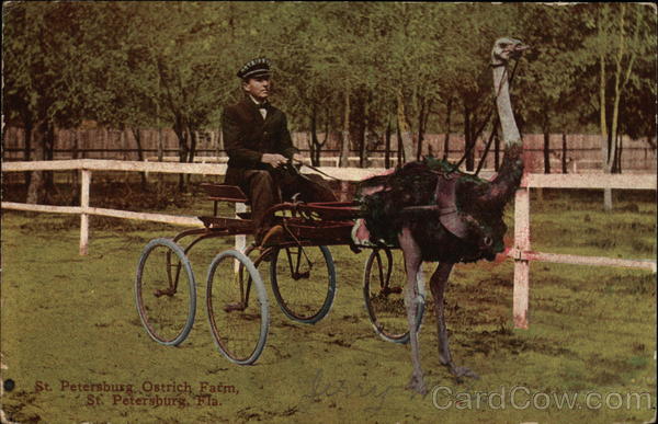 St. Petersburg Ostrich Farm Florida