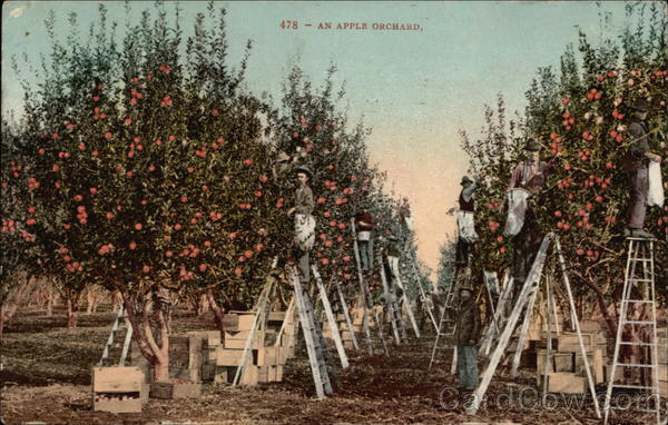 An Apple Orchard Farming