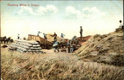 Threshing Wheat in Oregon Postcard