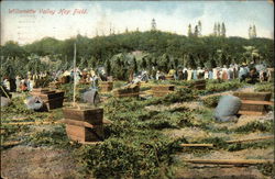 Williamette Valley Hop Field Postcard