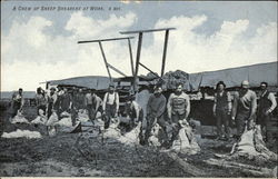A Crew of Sheep Shearers at Work Postcard