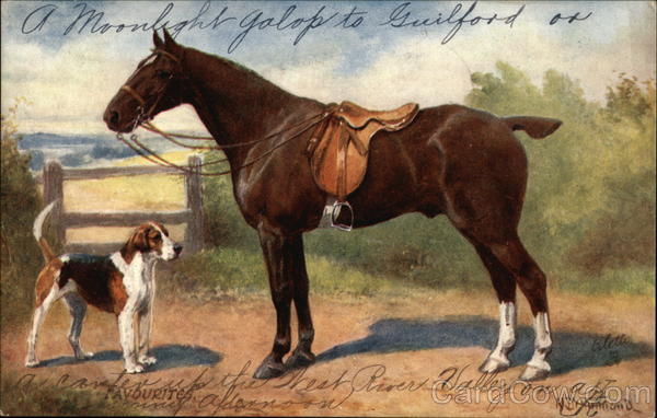 Favourites Norah Drummond Horses