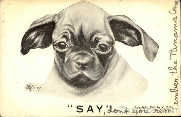 SAY Dogs